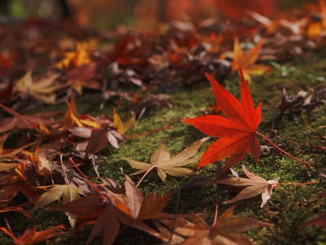 【山科の隠れた名所】毘沙門堂で心を癒そう！🍁