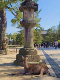 【神の使いがたくさん🦌奈良公園🌲】