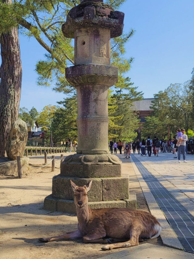 【神の使いがたくさん🦌奈良公園🌲】