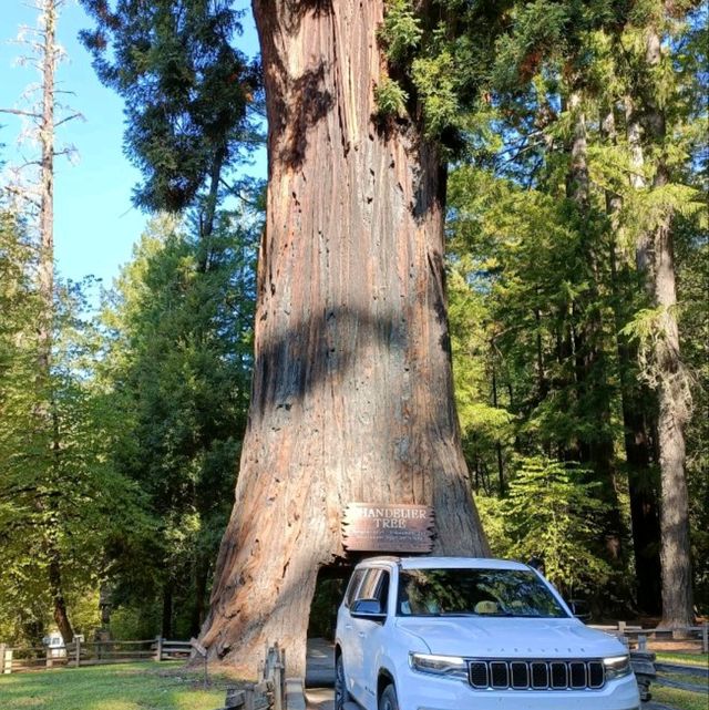 California Giant Redwoods 
