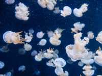รีวิว S.E.A. Aquarium🇸🇬 