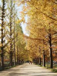 Damyang Metasequoia-lined road is very picturesque in autumn