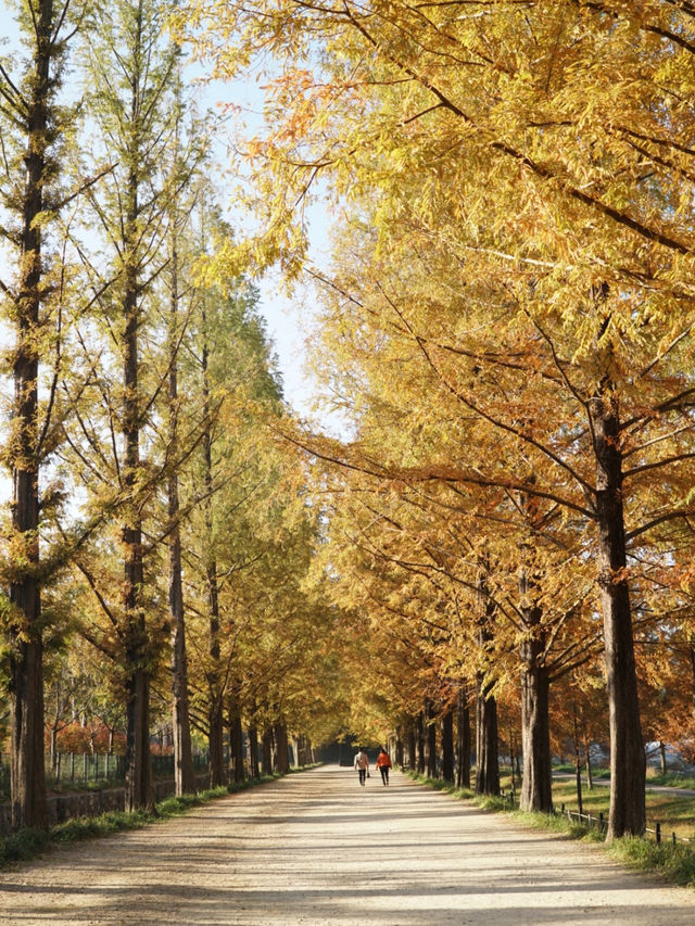 Damyang Metasequoia-lined road is very picturesque in autumn
