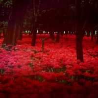 異世界広がる曼珠沙華