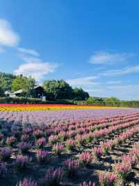 【北海道:富良野】一生に一度は行ってほしい夏の富良野観光！