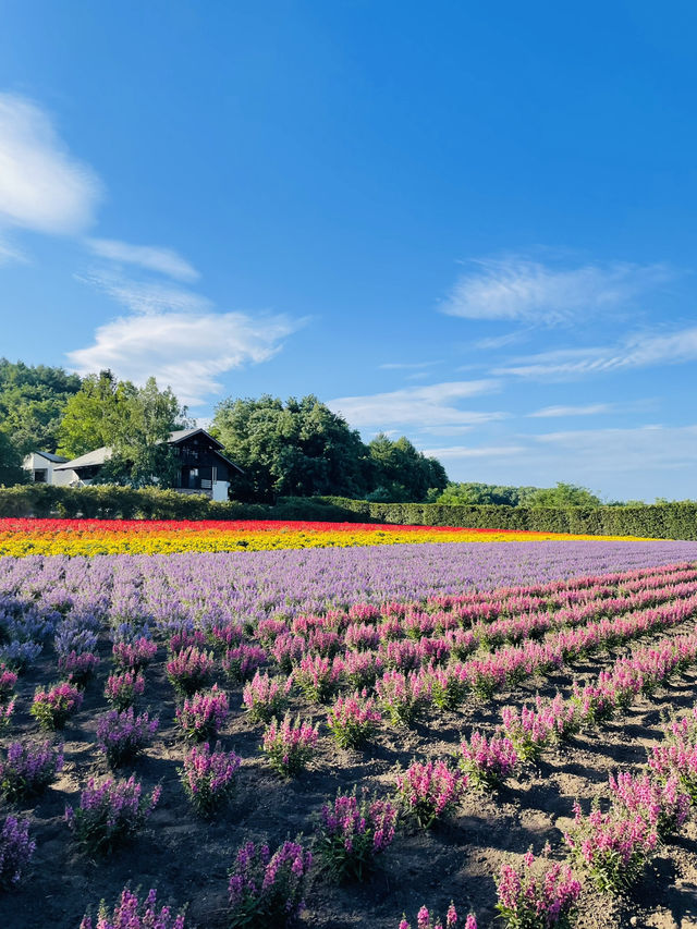 【北海道:富良野】一生に一度は行ってほしい夏の富良野観光！