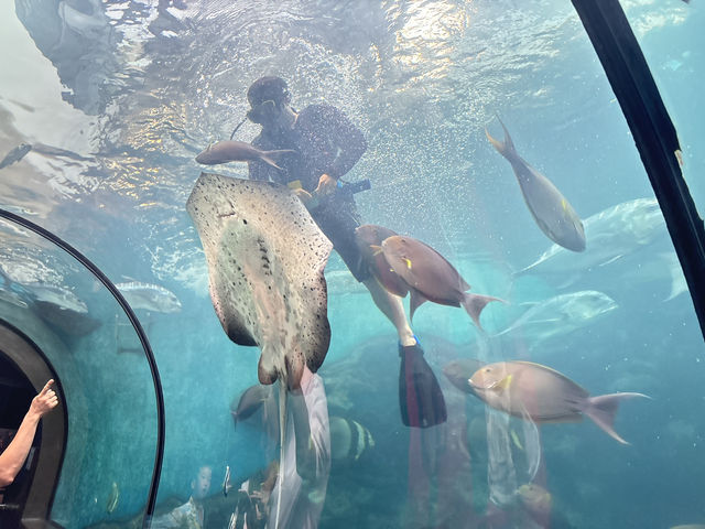 Phuket Aquarium 