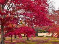 【岡山】日本三名園！秋の後楽園は紅葉が綺麗🍁