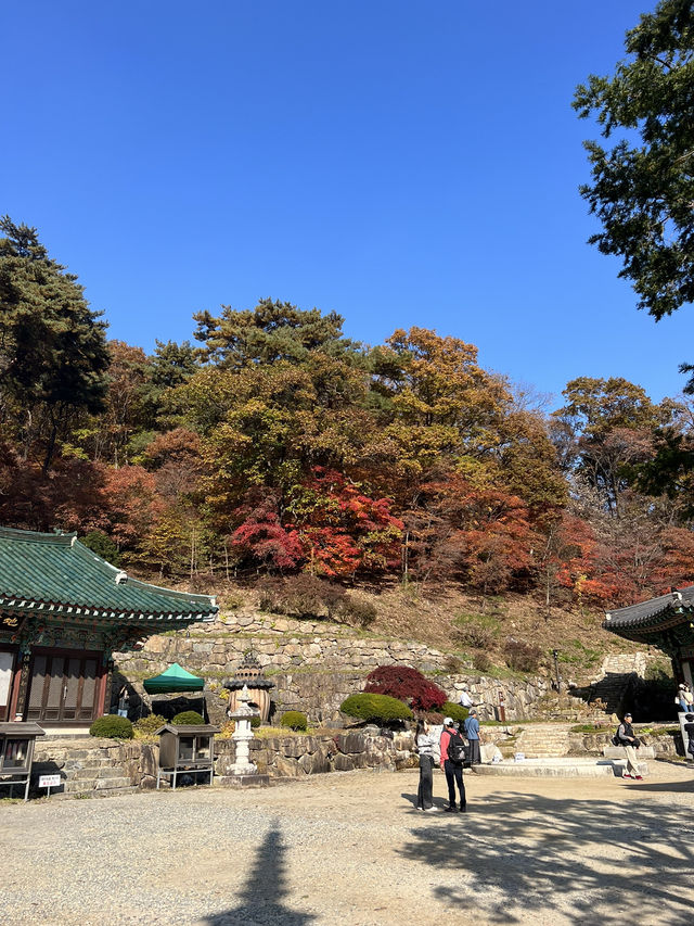 양평 터줏대감 1100살 된 은행나무💛