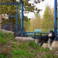 旭川景點｜亞洲觀賞極地動物最近的動物園—旭川動物園