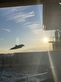 【神奈川|江ノ島】新江ノ島水族館