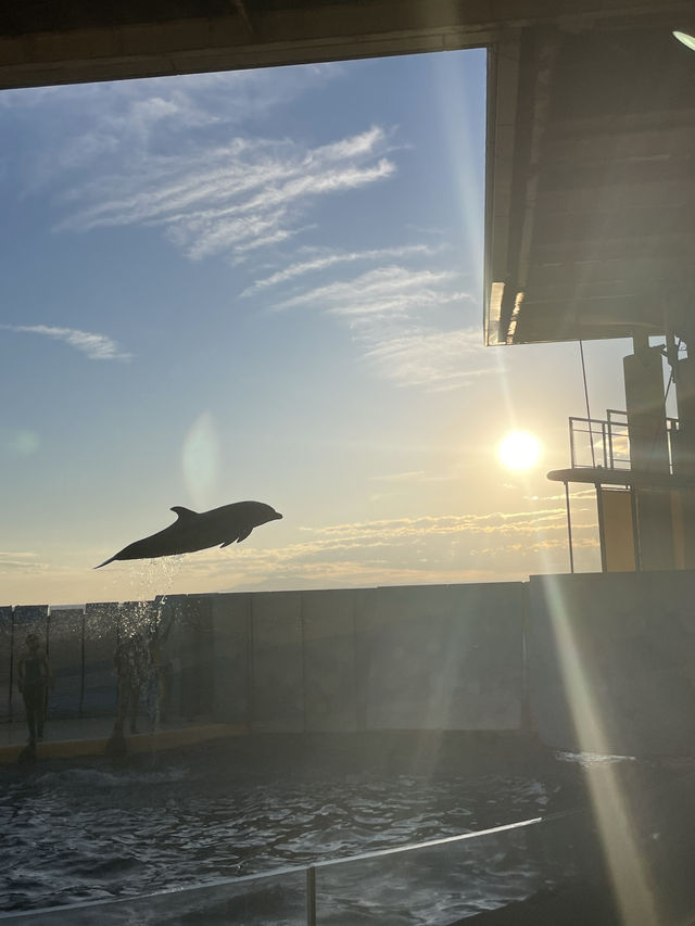 【神奈川|江ノ島】新江ノ島水族館
