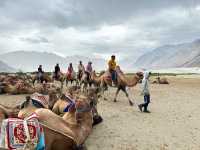 Hunder Sand Duneไปขี่ิูฐที่อินเดีย🐫🇮🇳