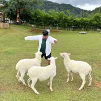  ไร่ปางแกะเมอร์ริโน่ เชียงใหม่ 🐑