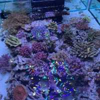 Osaka Aquarium Kaiyukan 🐠🩵