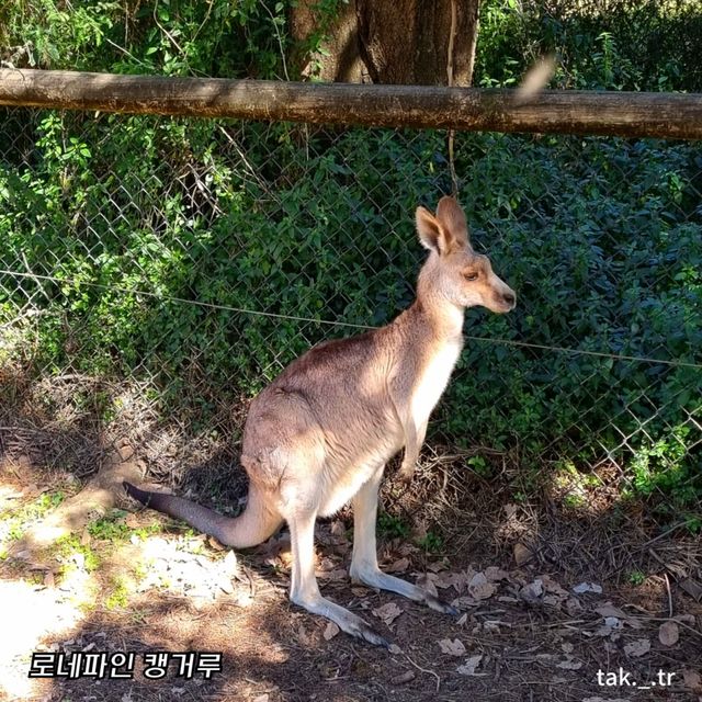 호주 브리즈번 로네파인 코알라 상투아리🇦🇺