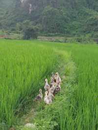 Cao Bang - 3D2N for a great natural touch