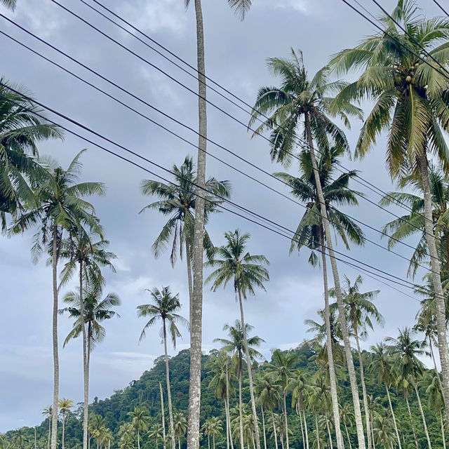 Rest sea resort koh kood 🌴