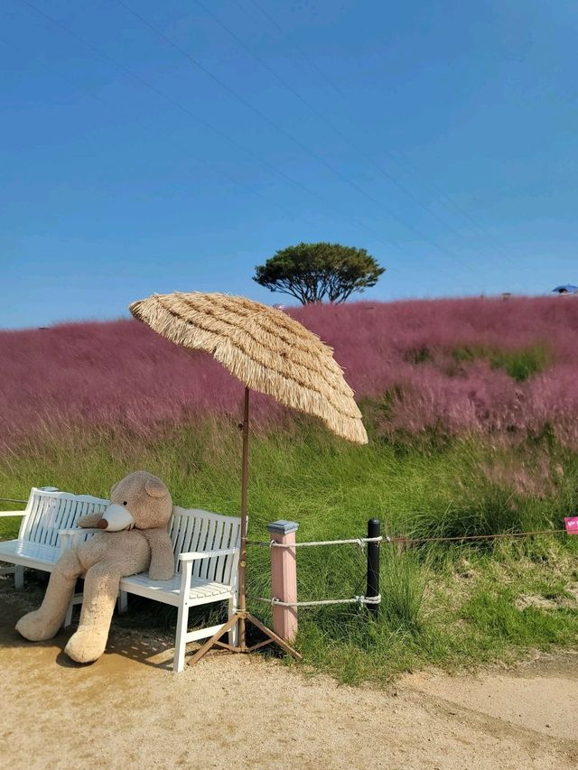 핑크뮬리 탑티어는 역시 합천🩷