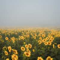 ทุ่งทานตะวันเขาใหญ่