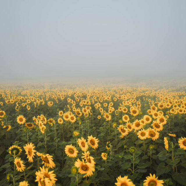 ทุ่งทานตะวันเขาใหญ่