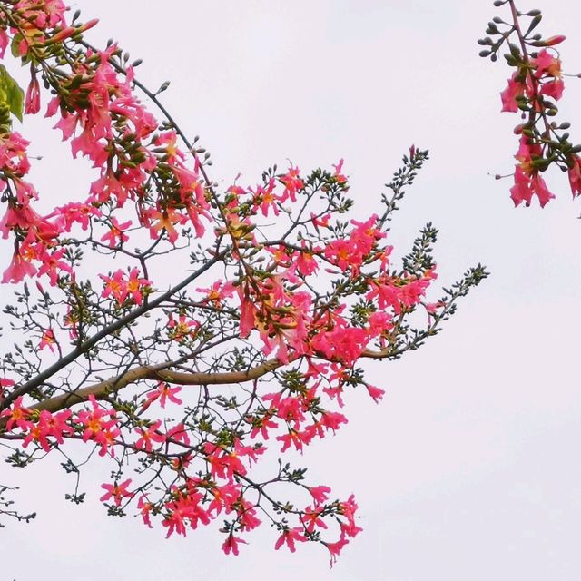 觀瀾河濕地公園