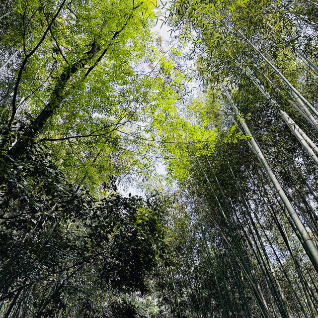 Lost in Arashiyama’s Magical Bamboo Forest!