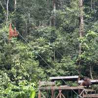 Spectacular Orang Utan 😍