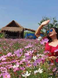 ชมทุ่งดอกคอสมอสที่สวนบ้านไร่นายรุ่ง