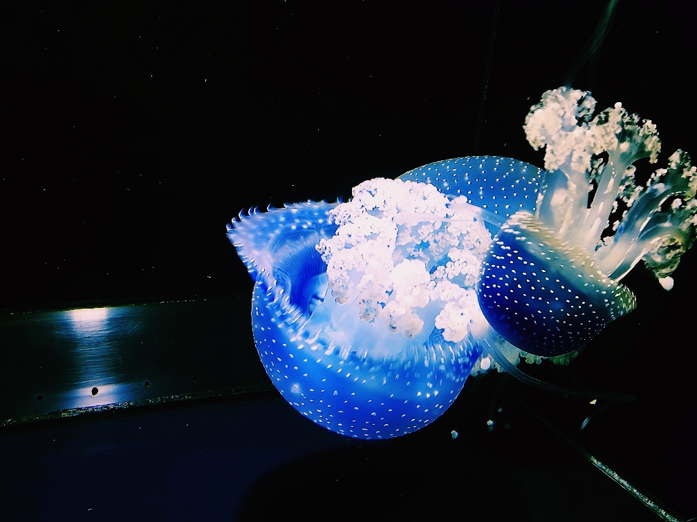 山形×加茂水族館】幻想的なクラゲとかわいいクジラの世界 山形×加茂水族館】幻想的なクラゲとかわいいクジラの世界