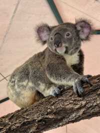동물들을 가깝게 만나볼 수 있는 호주 브리즈번의 Australia Zoo