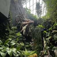 Visit to Flower Dome and Cloud Forest