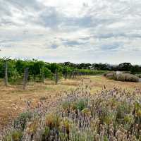 Penfolds Magill Estate Cellar Door