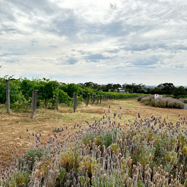 Penfolds Magill Estate Cellar Door