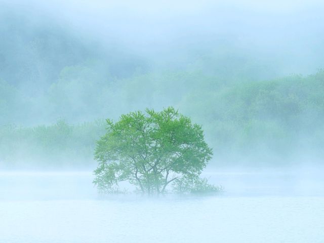 【山形県】春だけの風物詩！白川湖の水没林