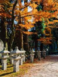 福岡觀楓紅聖地行程🥰超美神寺❤️值得一去