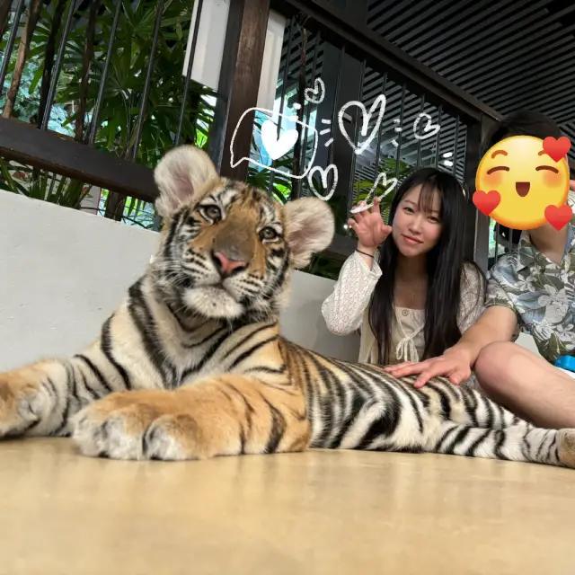泰國芭提雅老虎公園🐯🐅親手觸摸老虎‼