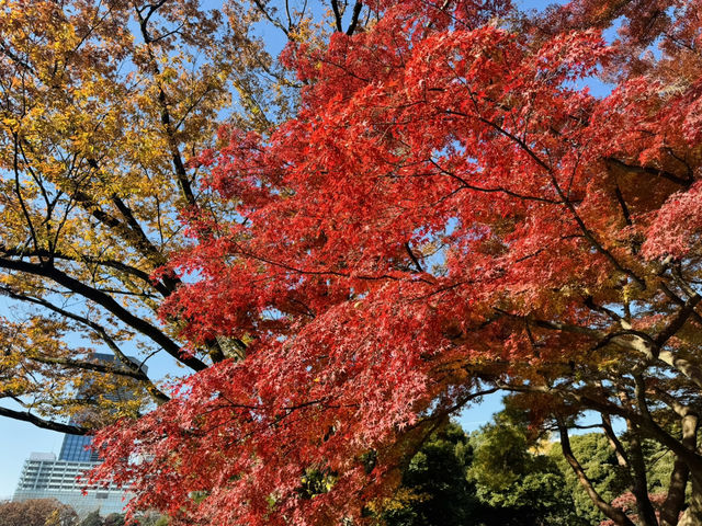 賞楓去 小石川後樂園