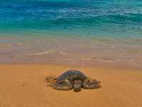 Hawaii ☎️ is calling for all 🐢turtle lovers ❤️