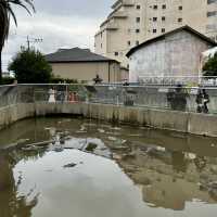 Beppu Hot Springs Hells Tour