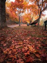 【この秋はここ行って！🍁】長野県・もみじ湖で1万本の紅葉を見に行こう！✨