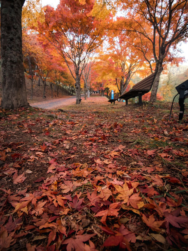 【この秋はここ行って！🍁】長野県・もみじ湖で1万本の紅葉を見に行こう！✨