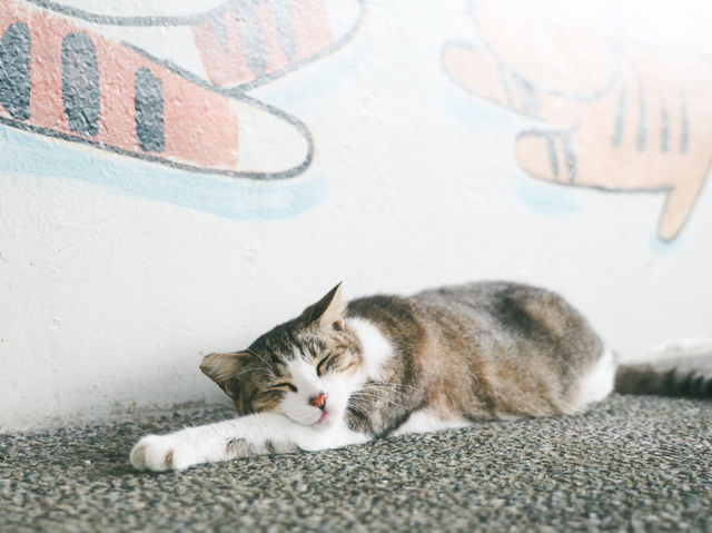 瑞芳猴硐貓村🐱台灣最可愛的貓貓都在這裡了吧！