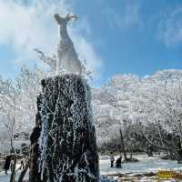 Jeju Island winter ❄️ 