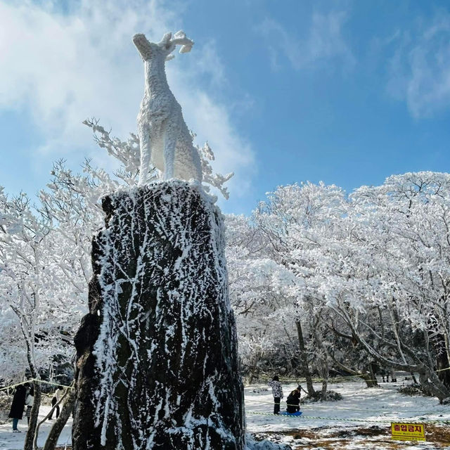 Jeju Island winter ❄️ 