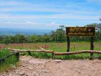 ชมทุ่งดอกกระเจียว ที่อุทยานแห่งชาติไทรทอง