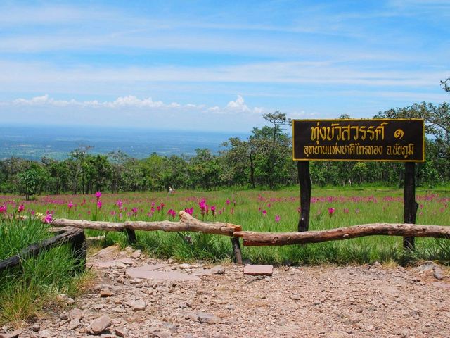 ชมทุ่งดอกกระเจียว ที่อุทยานแห่งชาติไทรทอง