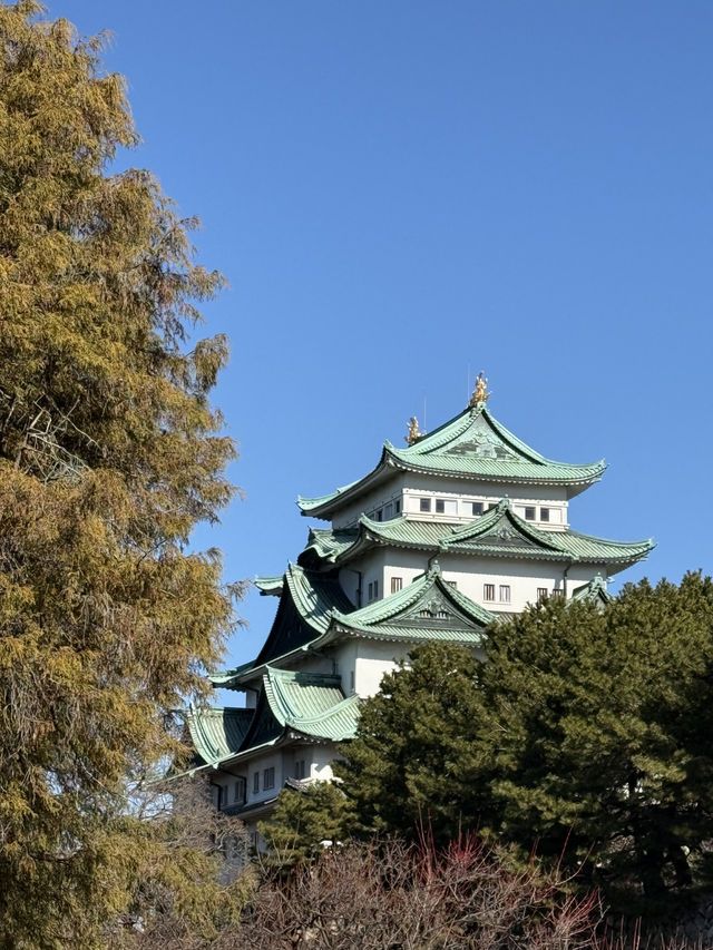 The Stunning Nagoya Castle, You Have To See It To Believe It! 🇯🇵 🏯🗾