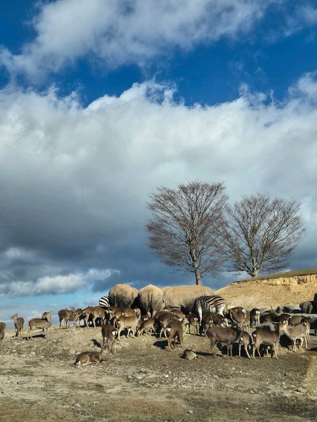 Kyushu Wildlife African Safari 🐆🐃🦬🦌🦓🐘🦒