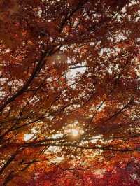 Sunset at Kiyomizudera: A Dreamy Autumn Experience in Kyoto